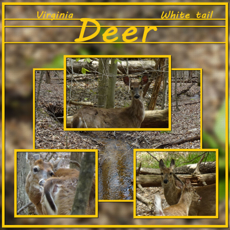 Virginia Whitetail deer sketch challenge