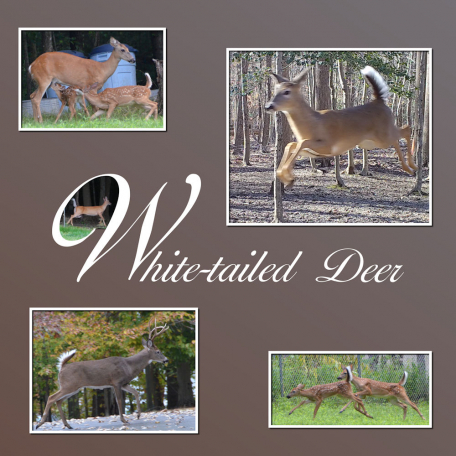 W for White-tailed Deer