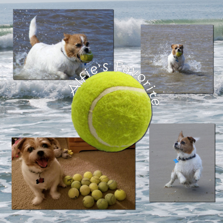 Alfie Loves Tennis Balls