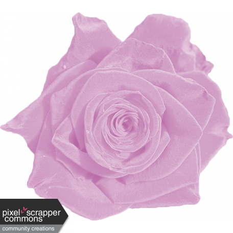 SPRING COLOR PINK LAVENDER VELVET ROSE