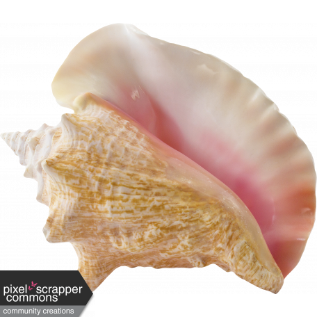 Stunning Seashell