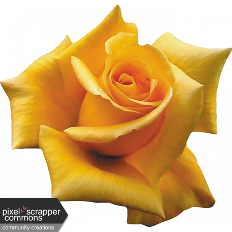 Yellow Rose 02