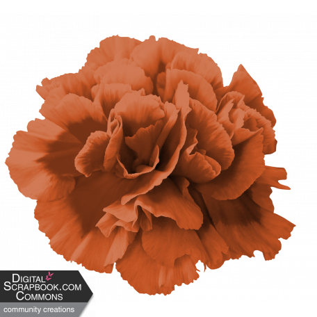 Orange Carnation 1