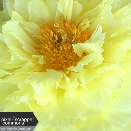 Flower Background - Yellow Peony