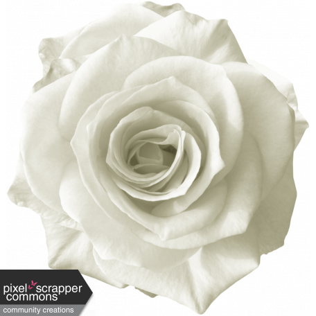 Rebel Rose White Rose