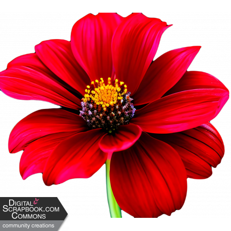 Red Flower