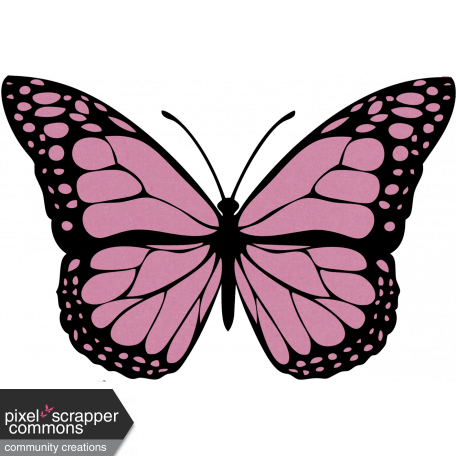 Pink Butterfly Illustration Endures