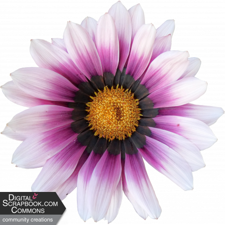 Flower - White and purple 1 Gazania