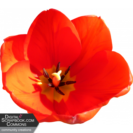 Flower - Red 5 Tulip
