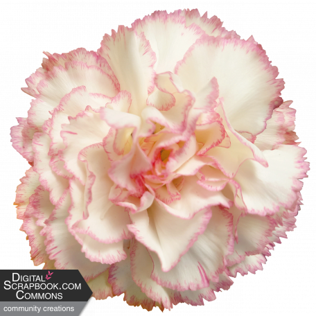Flower - White and pink 1 Carnation