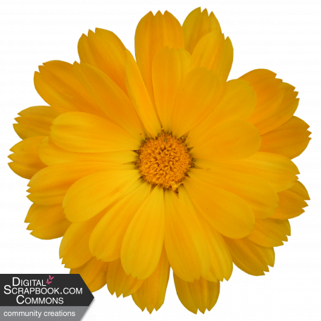 Flower - Yellow 7 Marigold