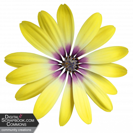 Flower - Yellow 6 Gazania