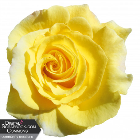 Flower - Yellow 8 Rose