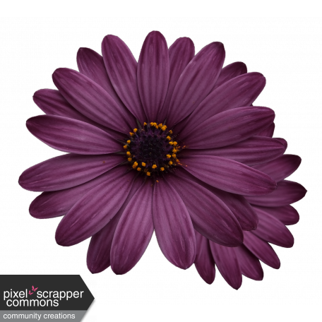 Plum & Marigold - Purple Daisy Sticker Dark