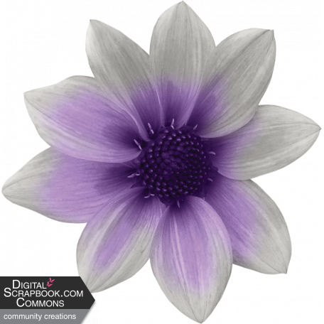 Purple Days Flower 1