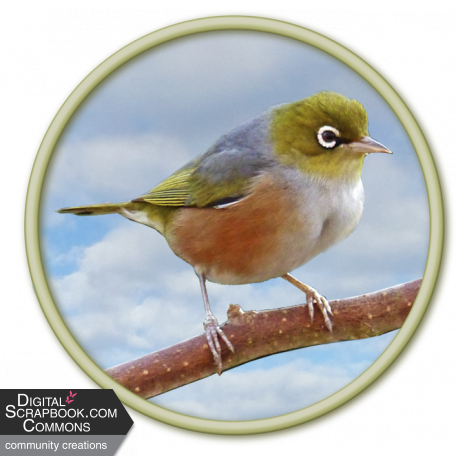 Waxeye