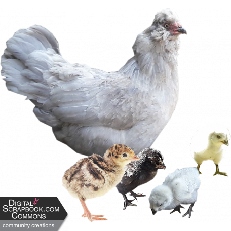 Chook Family