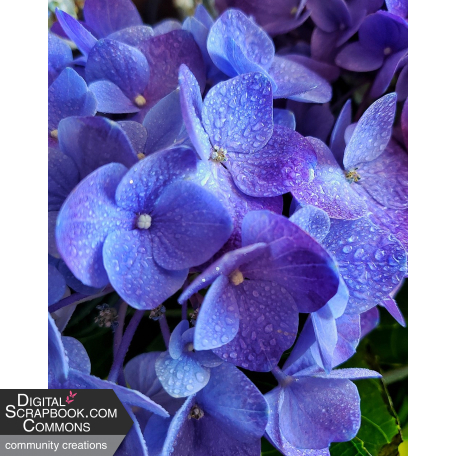 Blue Hydrangeas Photo