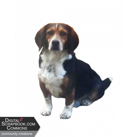 "Happy" Beagle