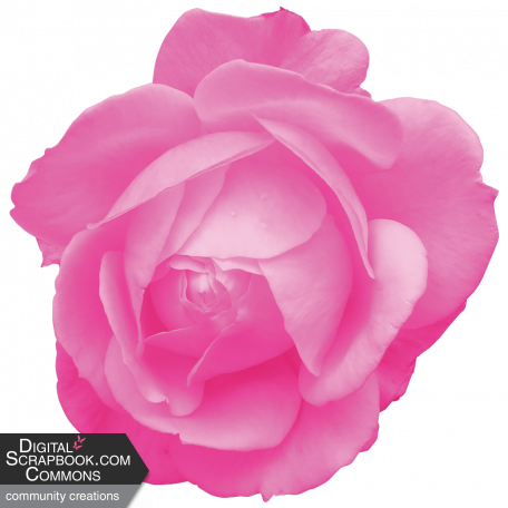 Spring Fresh Rose 04 - Pink