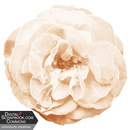 Spring Fresh Rose 05 - Cream