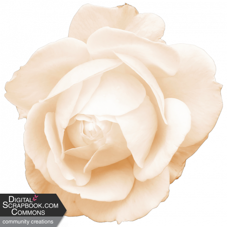 Spring Fresh Rose 06 - Cream