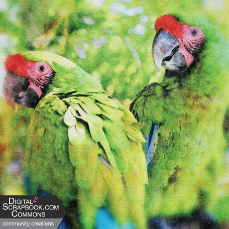 Mexican Spice Photo Paper - Watercolour - 09 Great Green Macaws