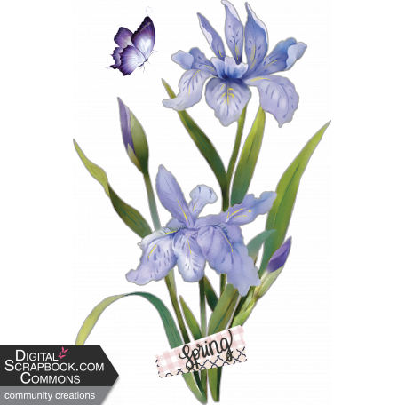 Blue/Purple Iris