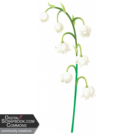 Lily-of-the-valley Flower2