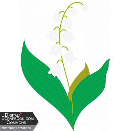 Lily-of-the-valley Flower4