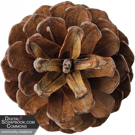 Pinecone DDS 01