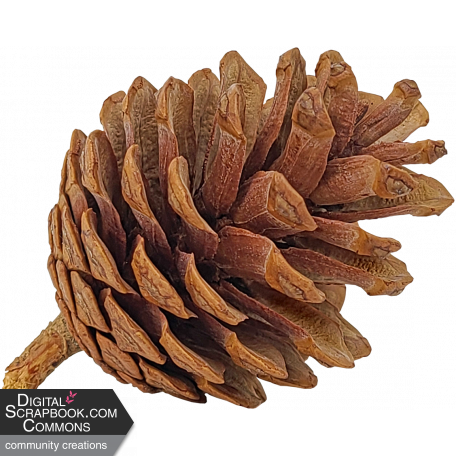 Pinecone DDS 02