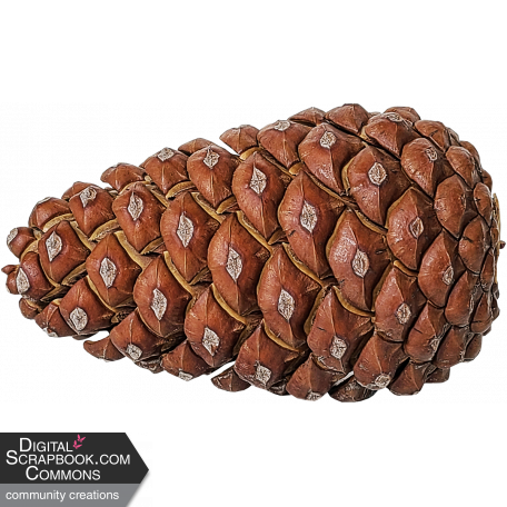 Pinecone DDS 03