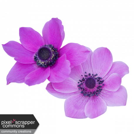 Purple Flower Duo