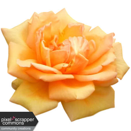 Peach Spring Rose