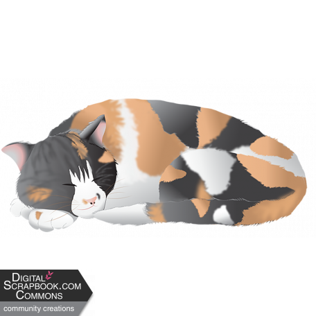 Sleeping Calico Cat