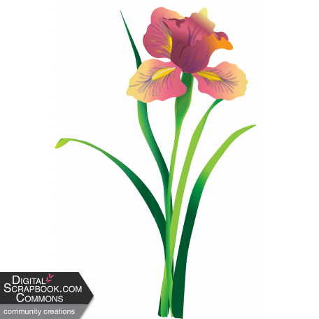 Garden Iris flower Element