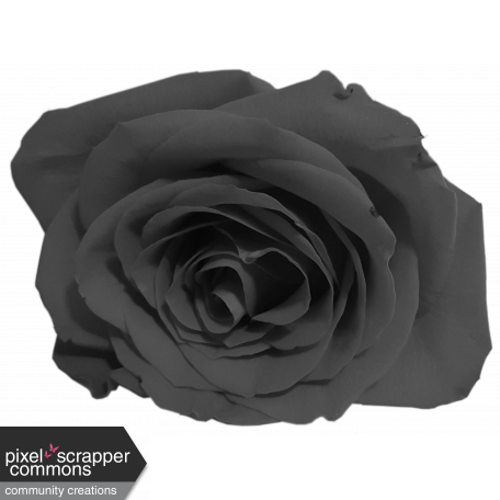 Gray scale Rose 1
