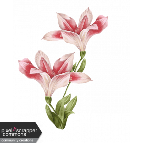 gladiolus blossoms with leaves