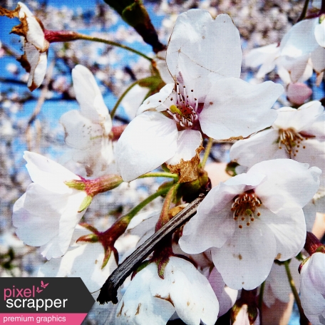 Cherry Blossom Photo Paper