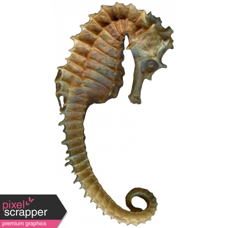 Coastal Seahorse