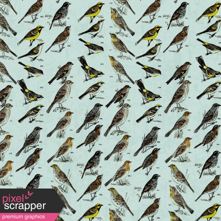 Bird Paper 81