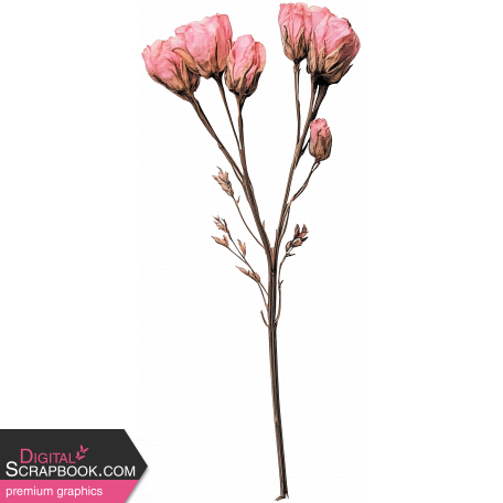 Collected Curiosities #14 Dried Flower 06