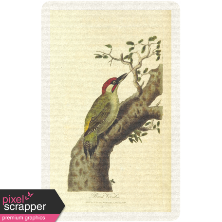 Collage 01_Bird- card 1