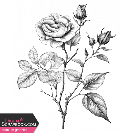 Rose Sticker 7