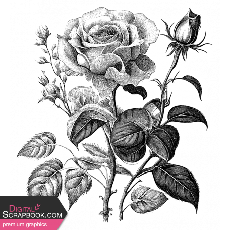 Rose Sticker 8