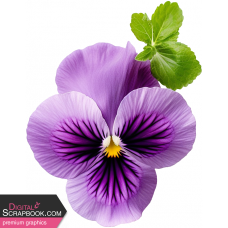 Supernova Pansy 2
