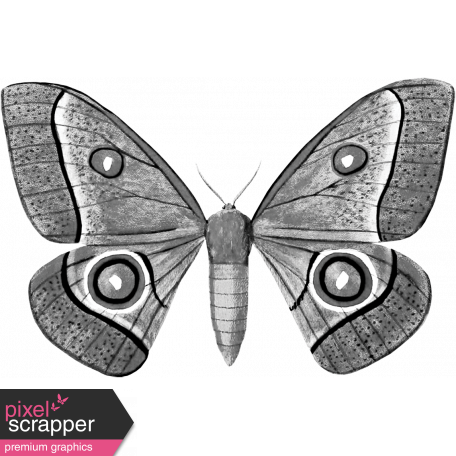 Butterfly Template 048