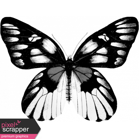 Butterfly Template 052