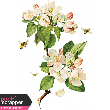 Apple Crisp - Apple Blossom